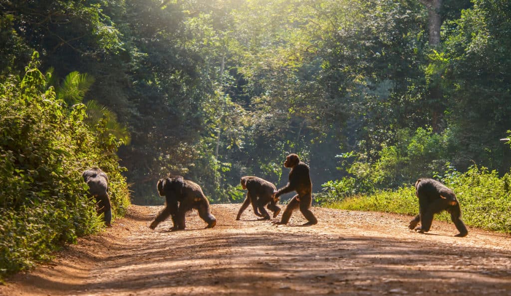 champanzees in Uganda rainforests