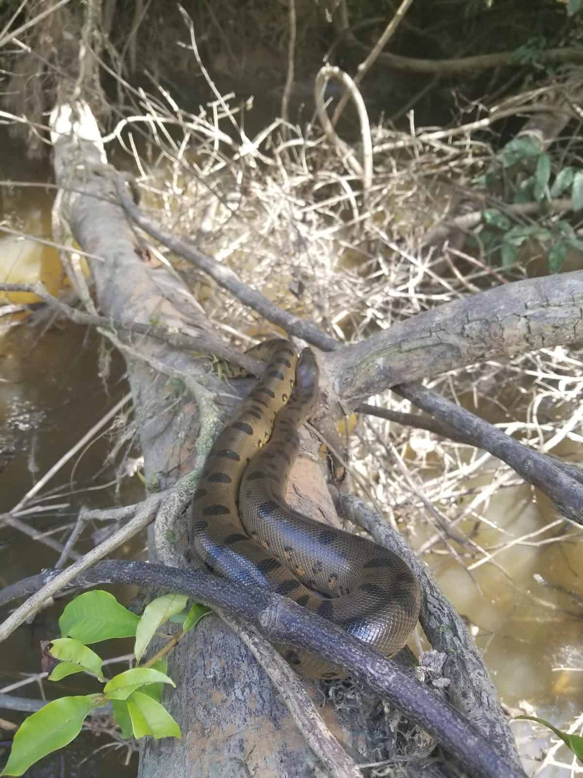 anaconda joke amazon