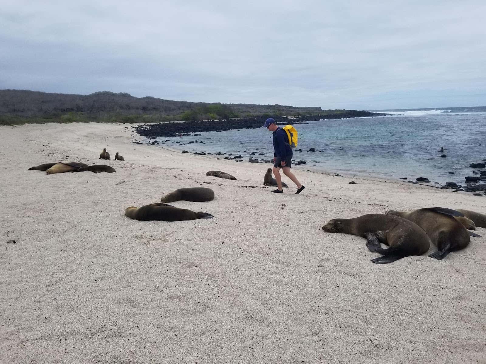 sea lions sea lions