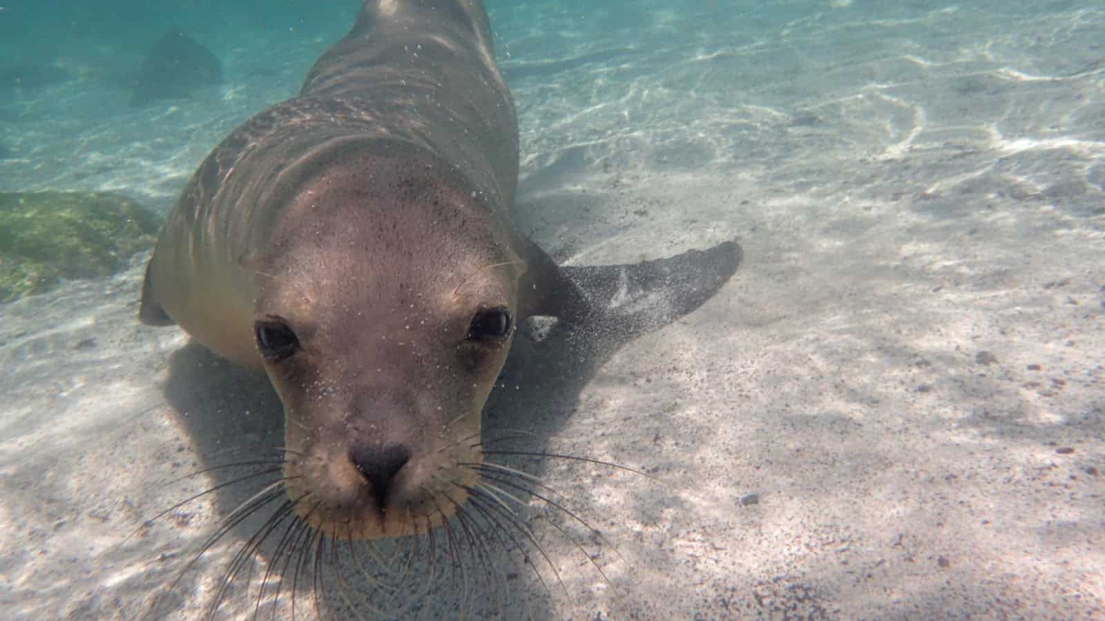 sea lions sea lions