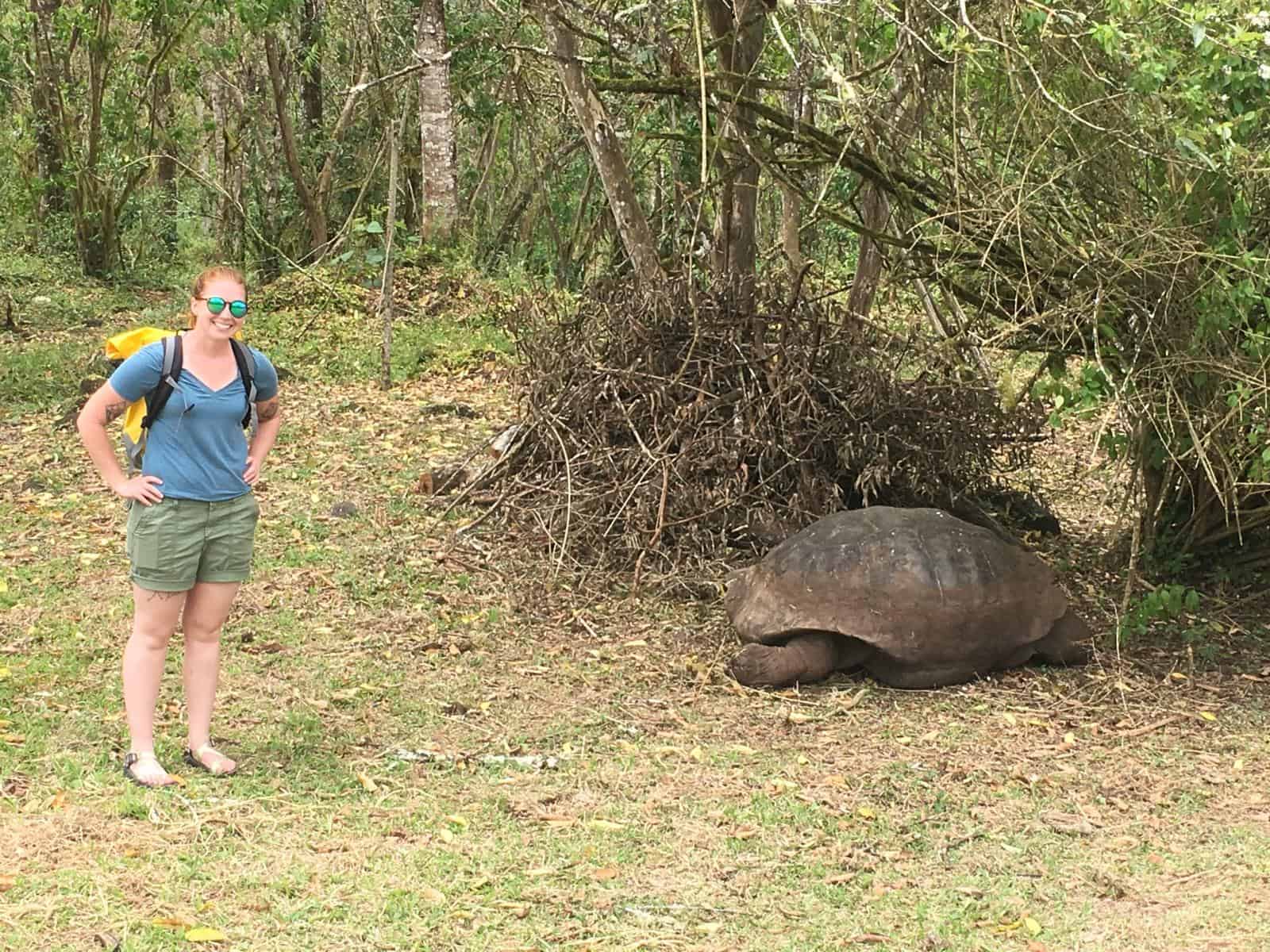 Galapagos tortoise Galapagos tortoise