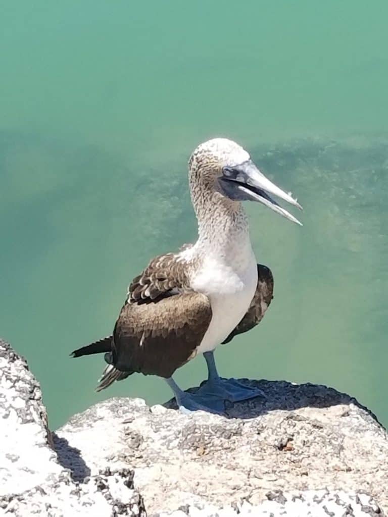 It’s a blue-footed booby!