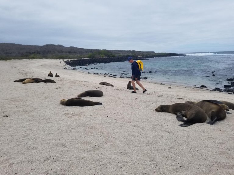 Sea Lions