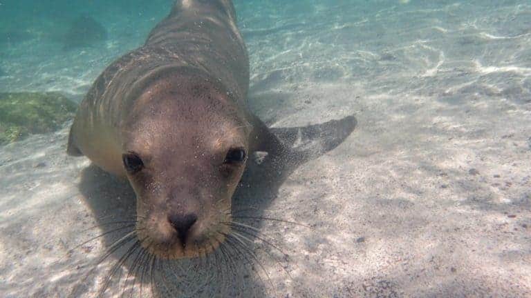 Sea Lion