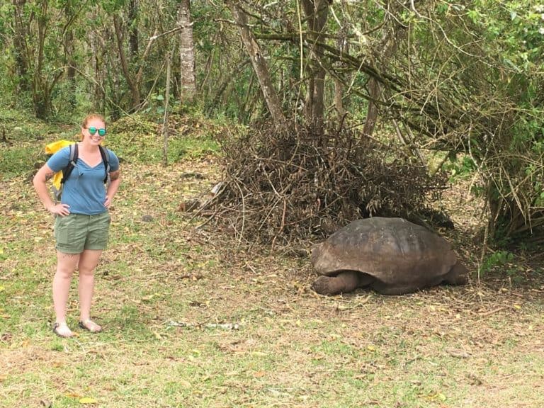 Galapagos Tortiose