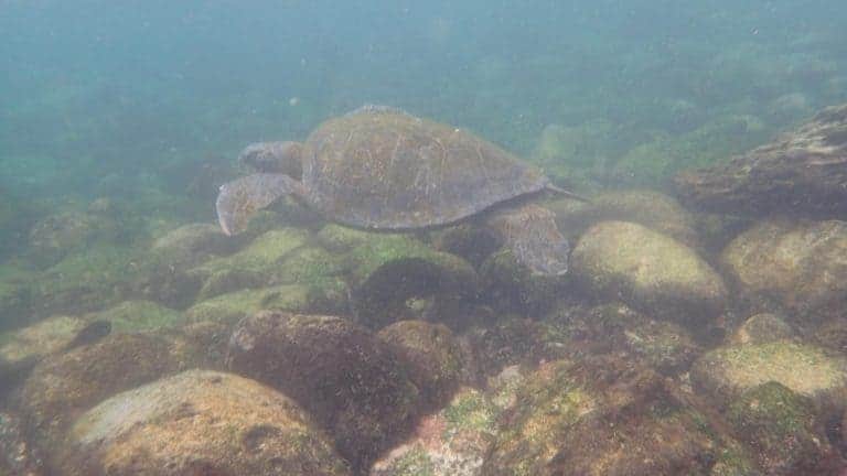 Swimming with sea turtles