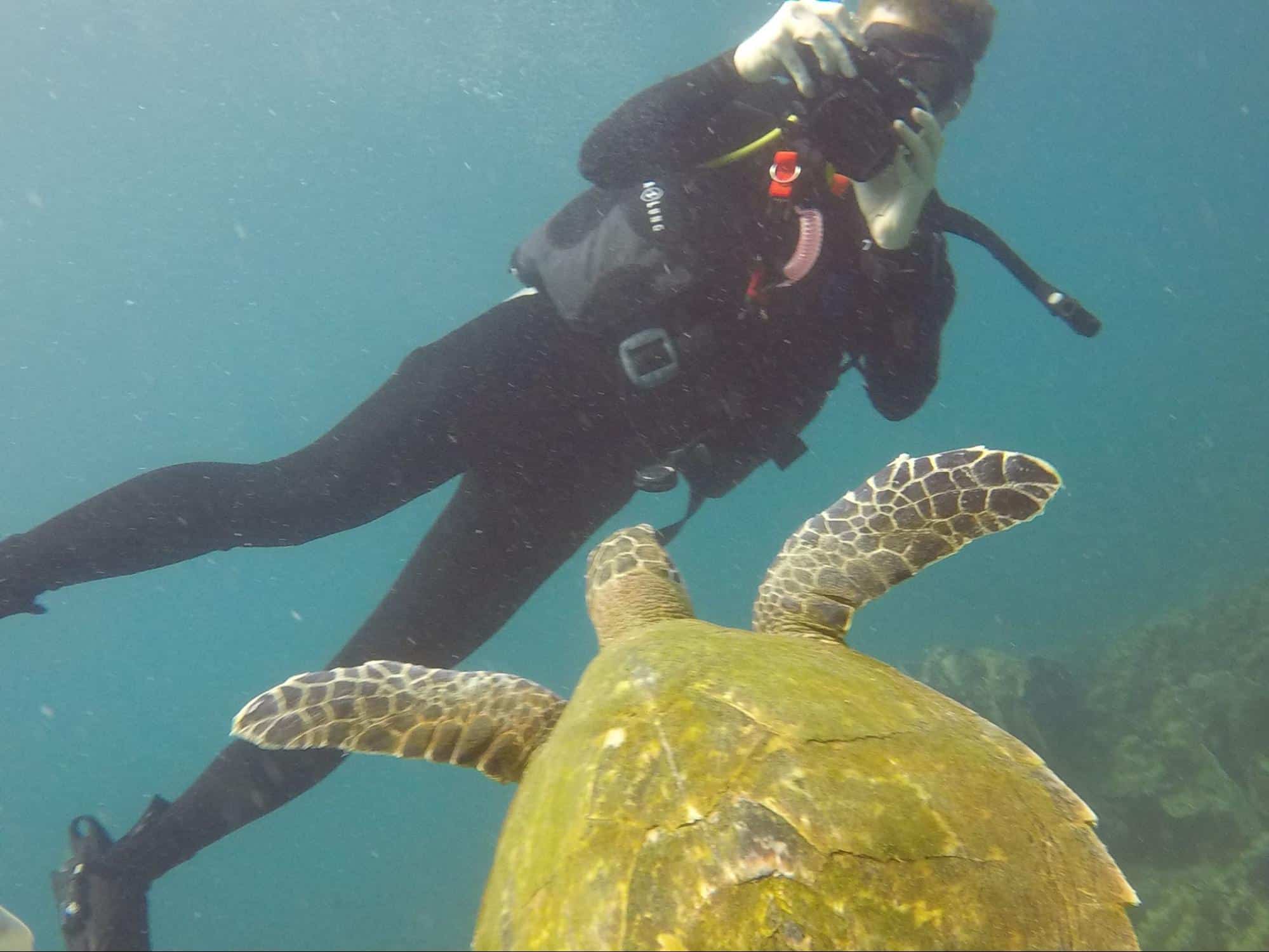 Scuba diver photographing a sea turtle underwater in the ocean during a marine wildlife diving experience