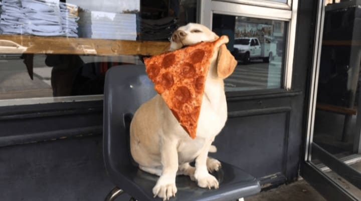 Sid the Pizza Dog