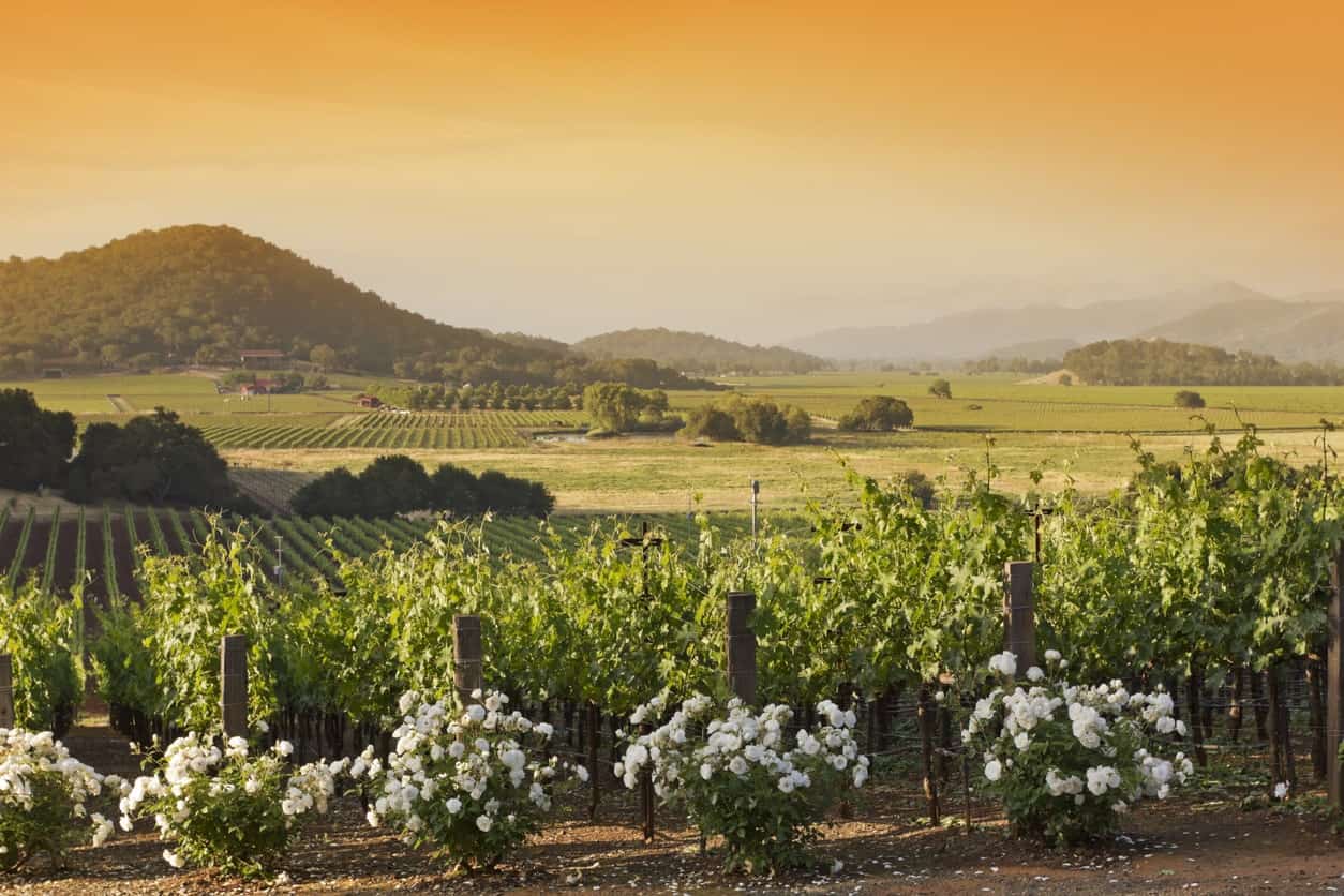 Emily Jaeckel: Trip to Napa