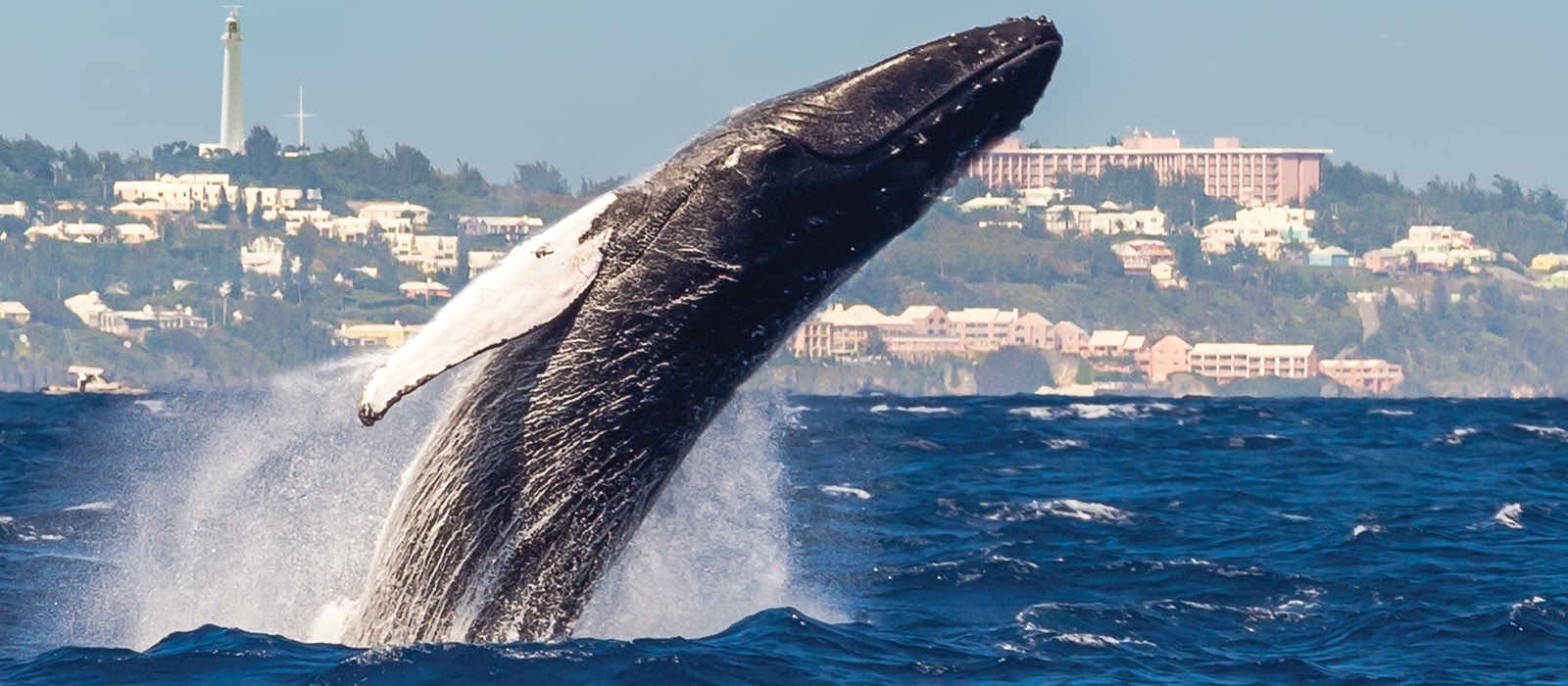 weekend getaways to Bermuda - ber whalewatching