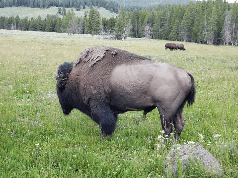 Bison in Hayden Valley