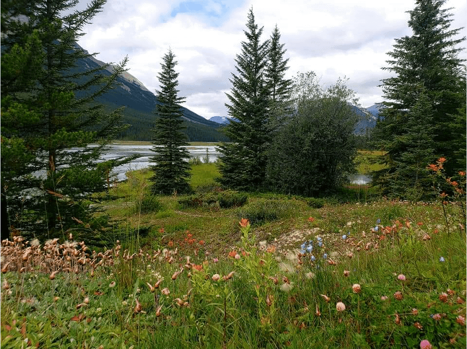 Bow Lake with flowers