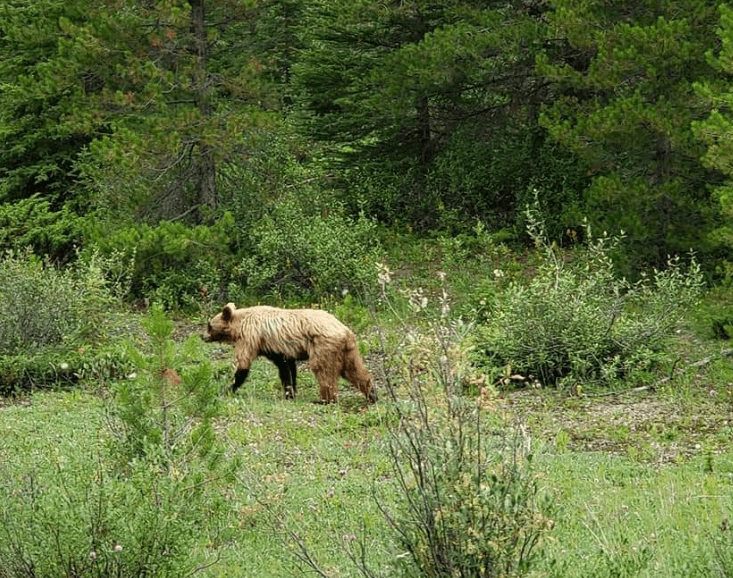 Wildlife banff