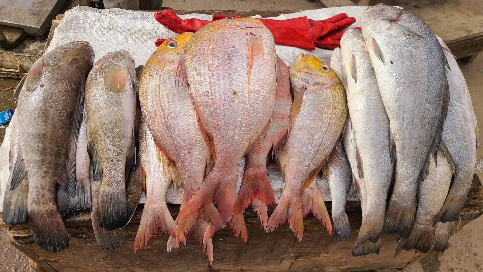 Freshly caught fish at Port de Pêche in Nouakchott, Mauritania