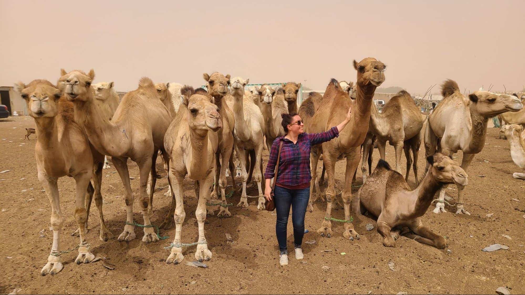 camel market near Nouakchott, Mauritania