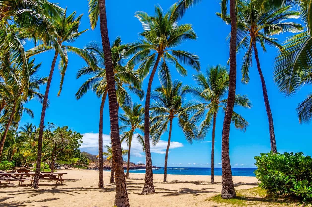 Palm trees lining a sunny tropical beach with clear blue sky, sandy shore, and ocean in the background