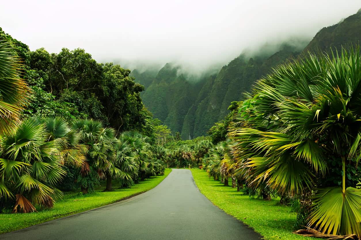 Scenic road through lush tropical jungle with palm trees and misty green mountains in the background