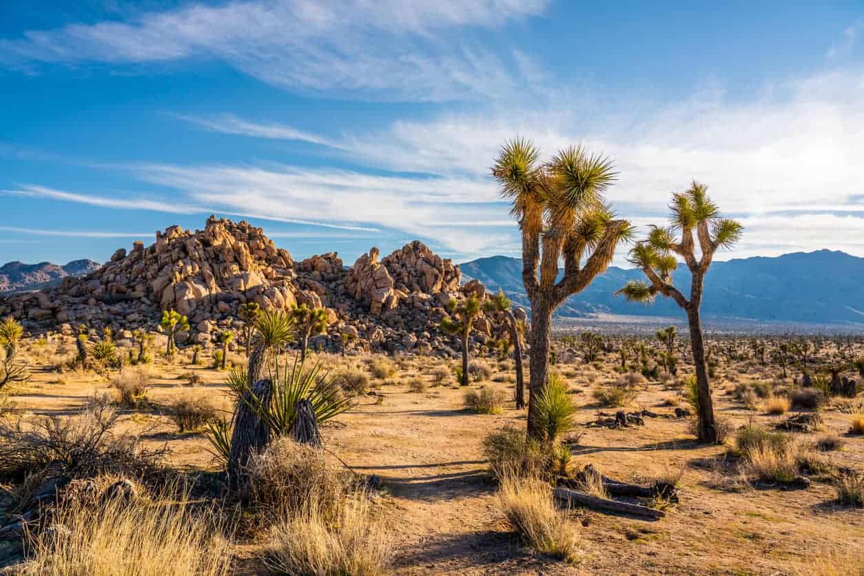 Joshua Tree National Park