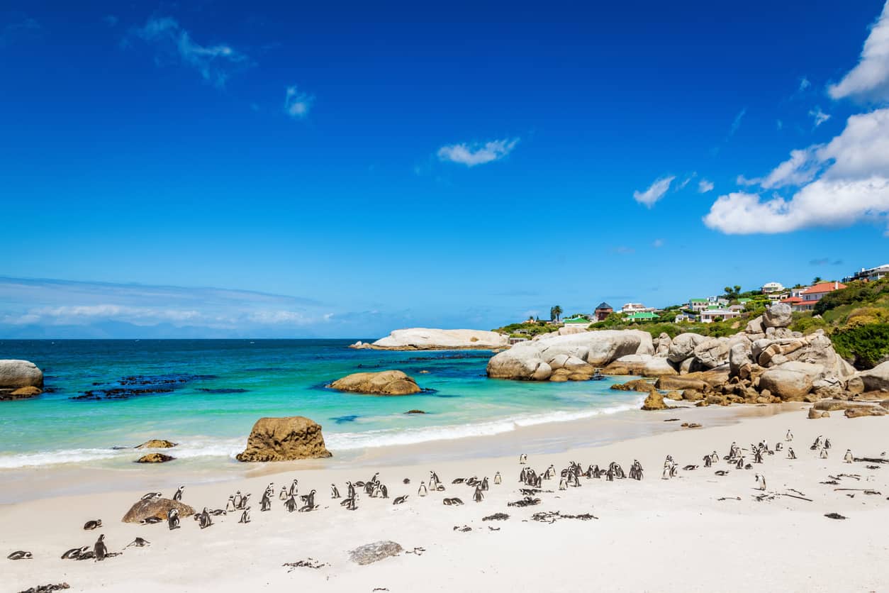 African Penguin Colony at Beach,Cape Town South Africa