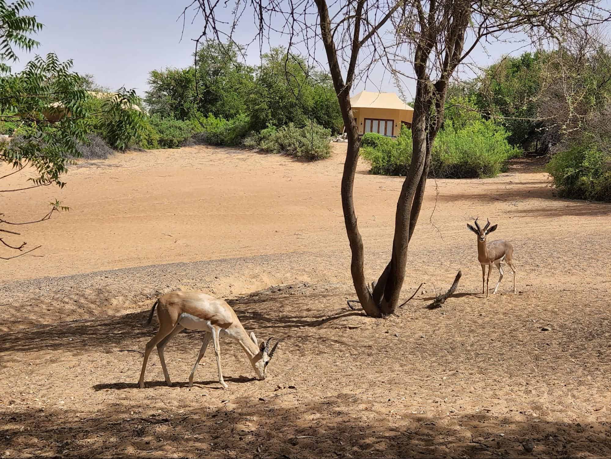 Arabian sand gazelles roam around Al Maha