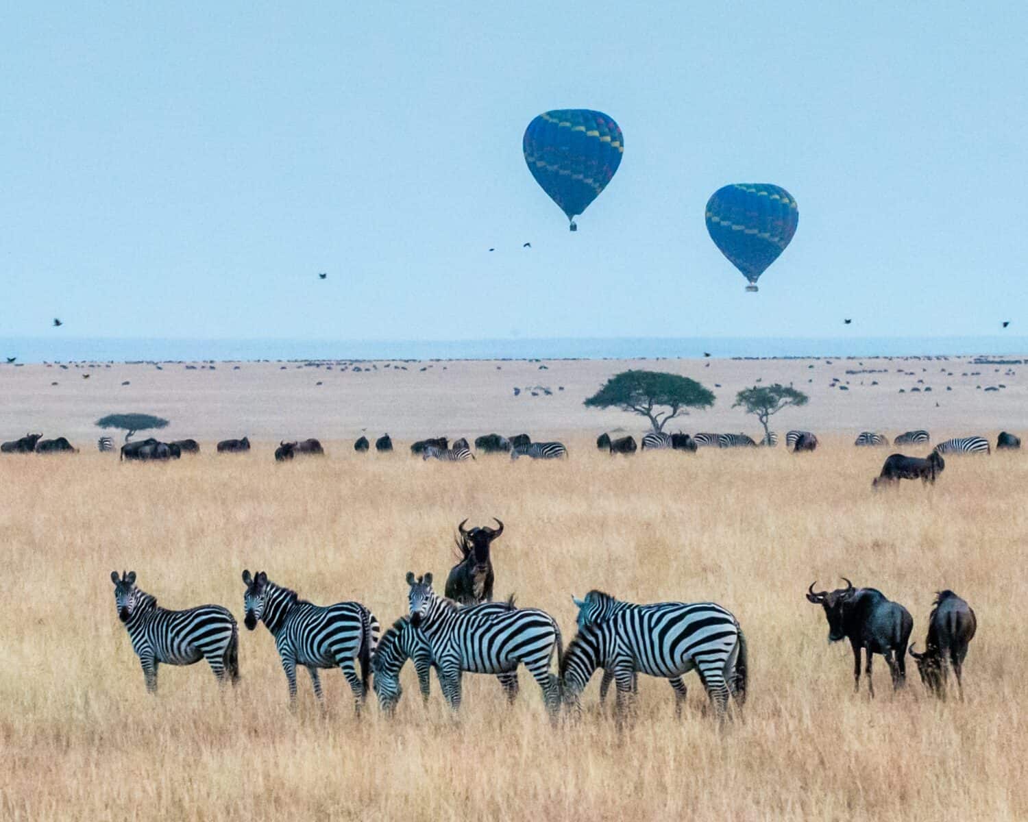 A group of zebras and wildebeests stand in tall, golden grass on an African savanna with hot air balloons floating in the blue sky above scattered trees and distant herds.