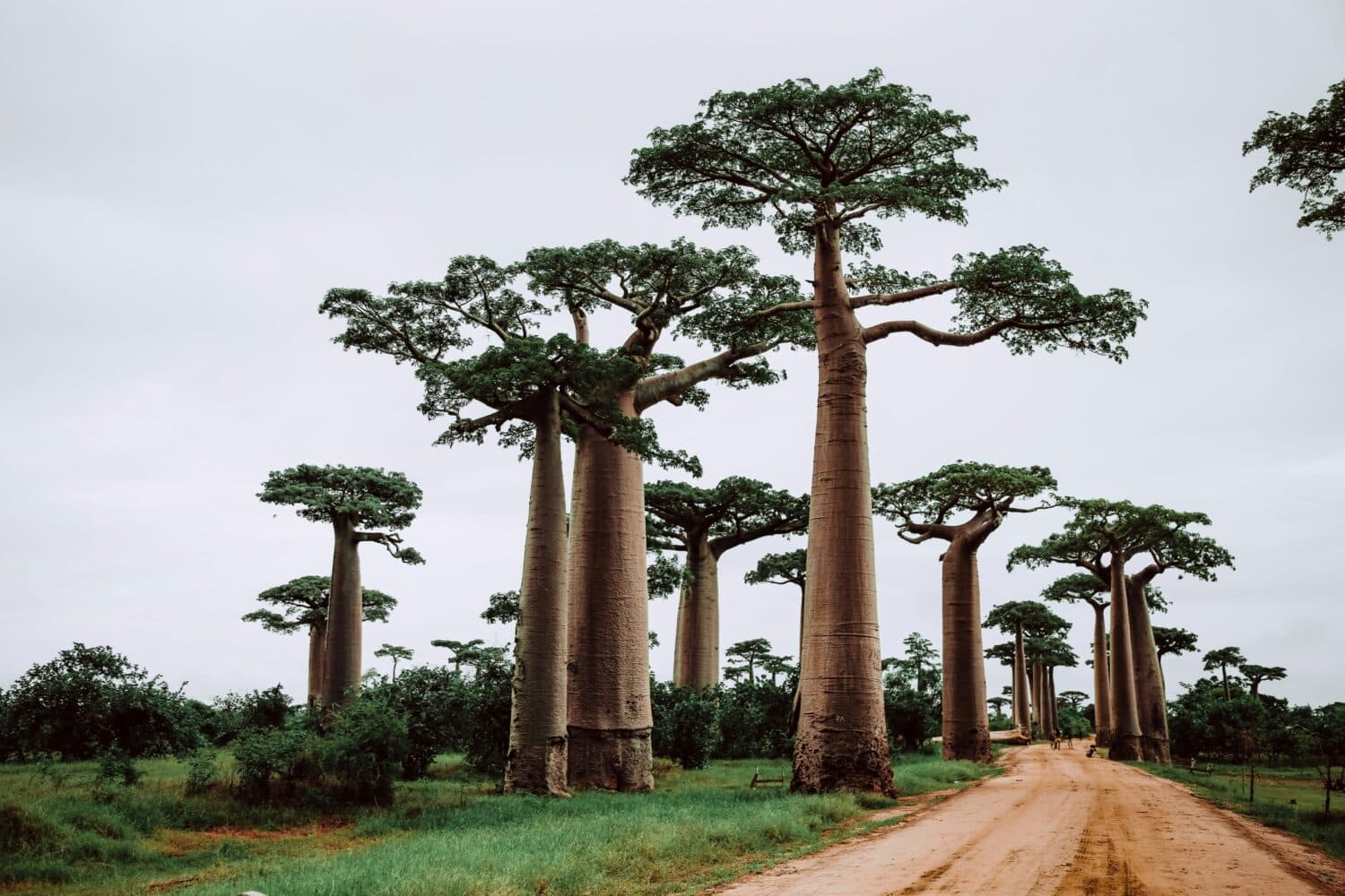 Madagascar Trees