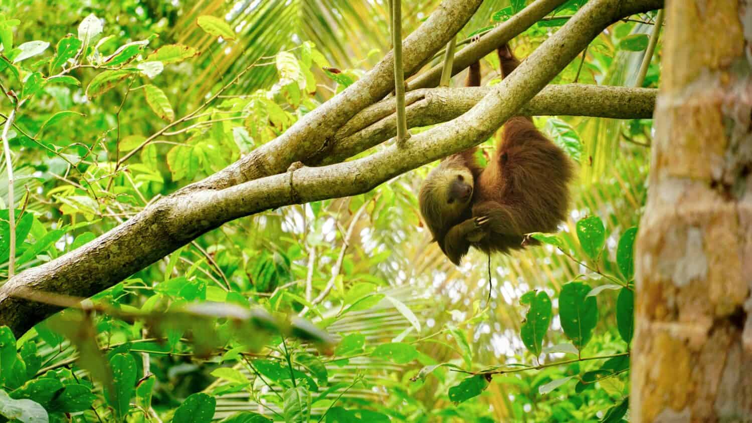 Panama Sloth Tourism