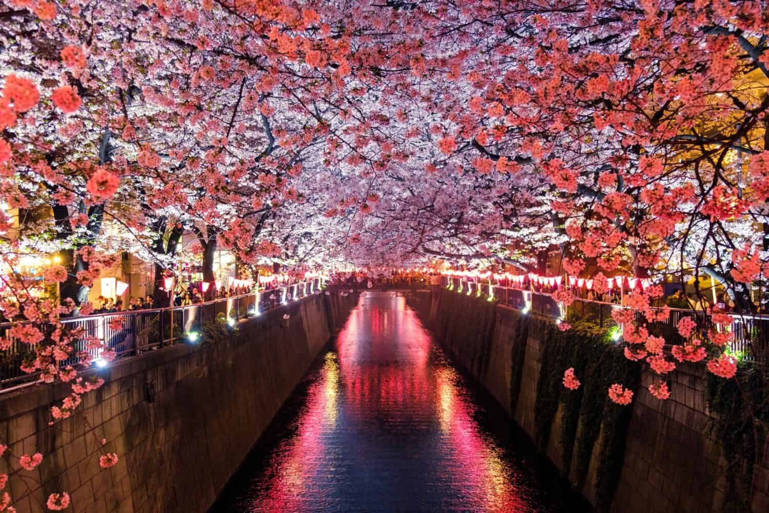 Japan Cherry Blossoms