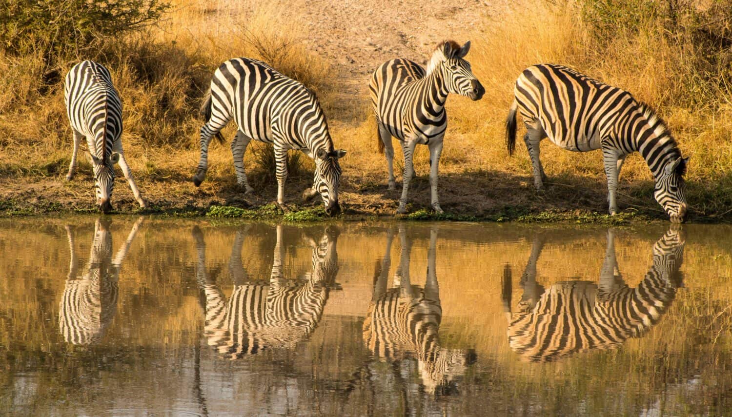 Four zebras stand at the edge of a waterhole, drinking, with their reflections clearly visible in the calm water; dry grass and bushes surround the area.