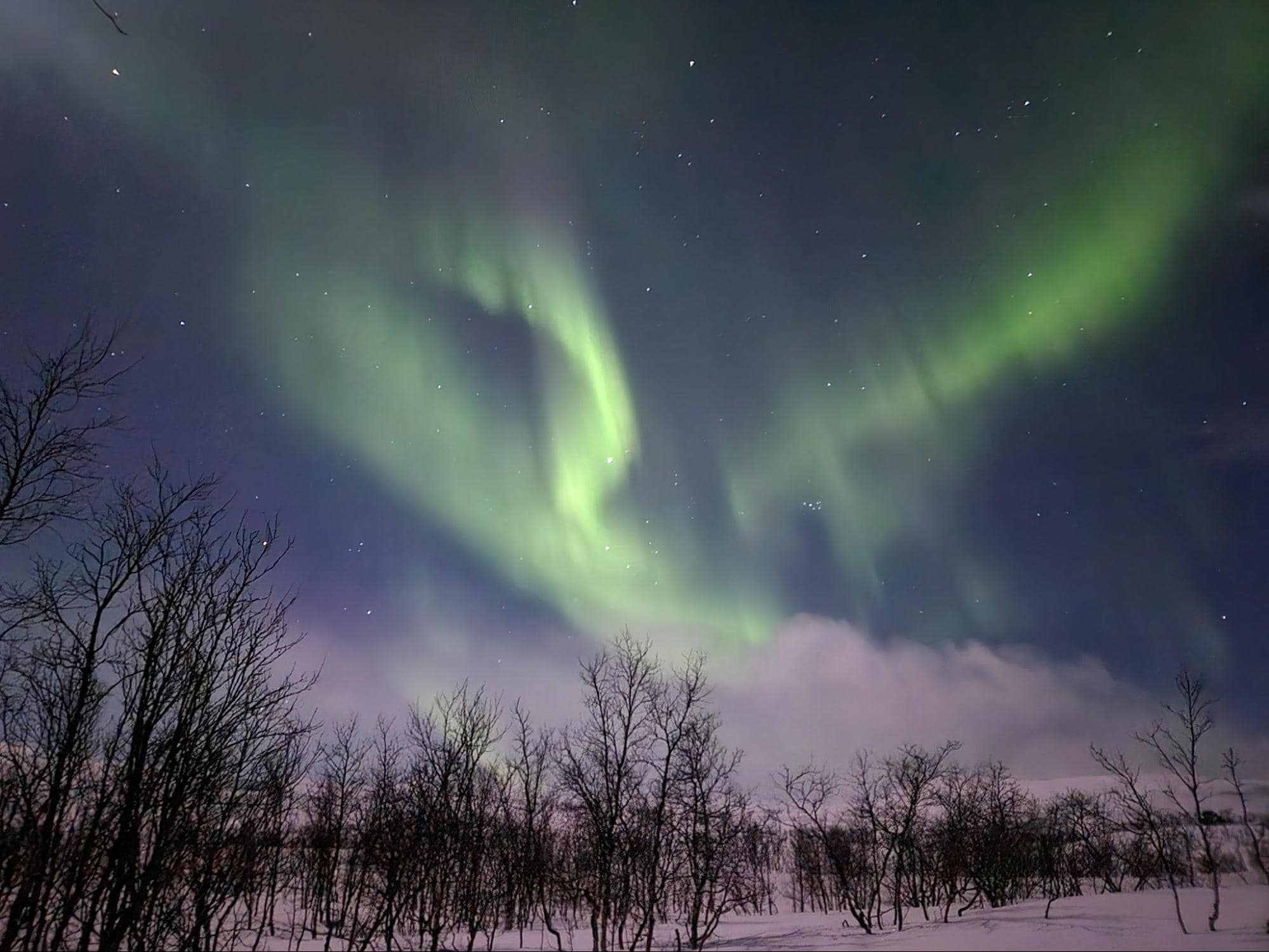 Green aurora borealis lights swirl in the night sky above a snowy landscape with leafless trees silhouetted in the foreground. Stars are visible among the vivid glow of the aurora.