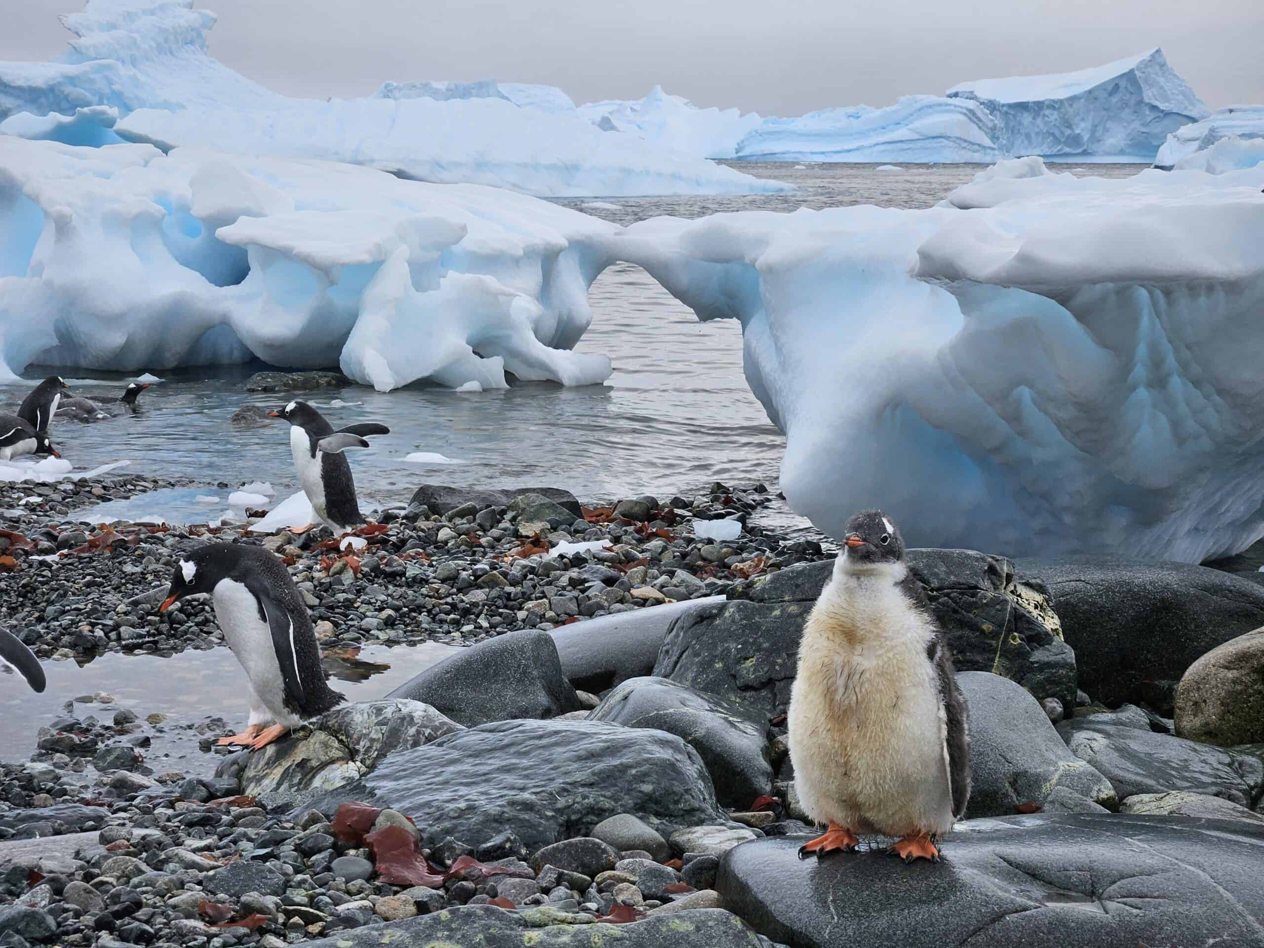 Penguins on an ice floe with a small expedition cruise ship in the background