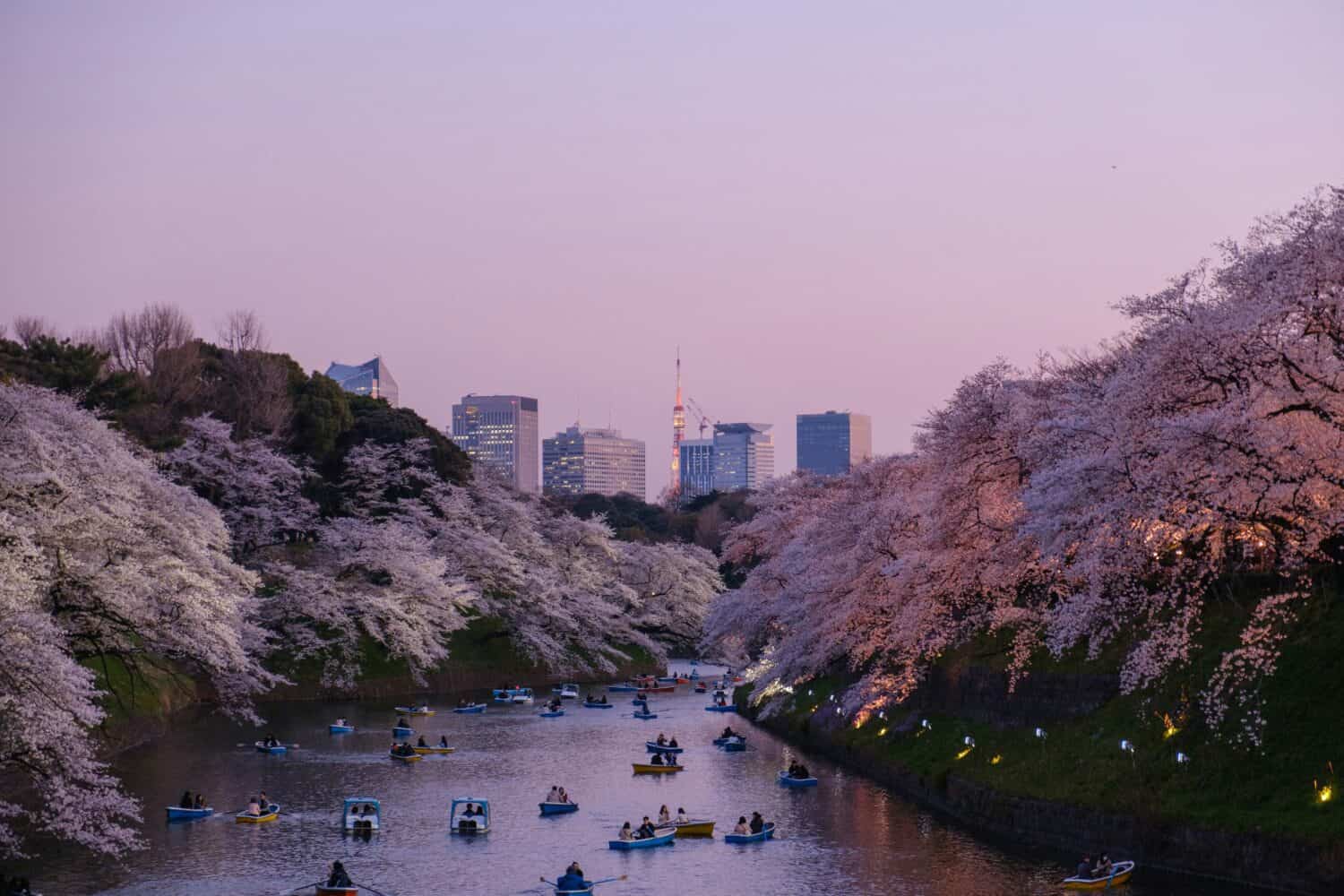 Cherry Blossoms over a river in Tokyo