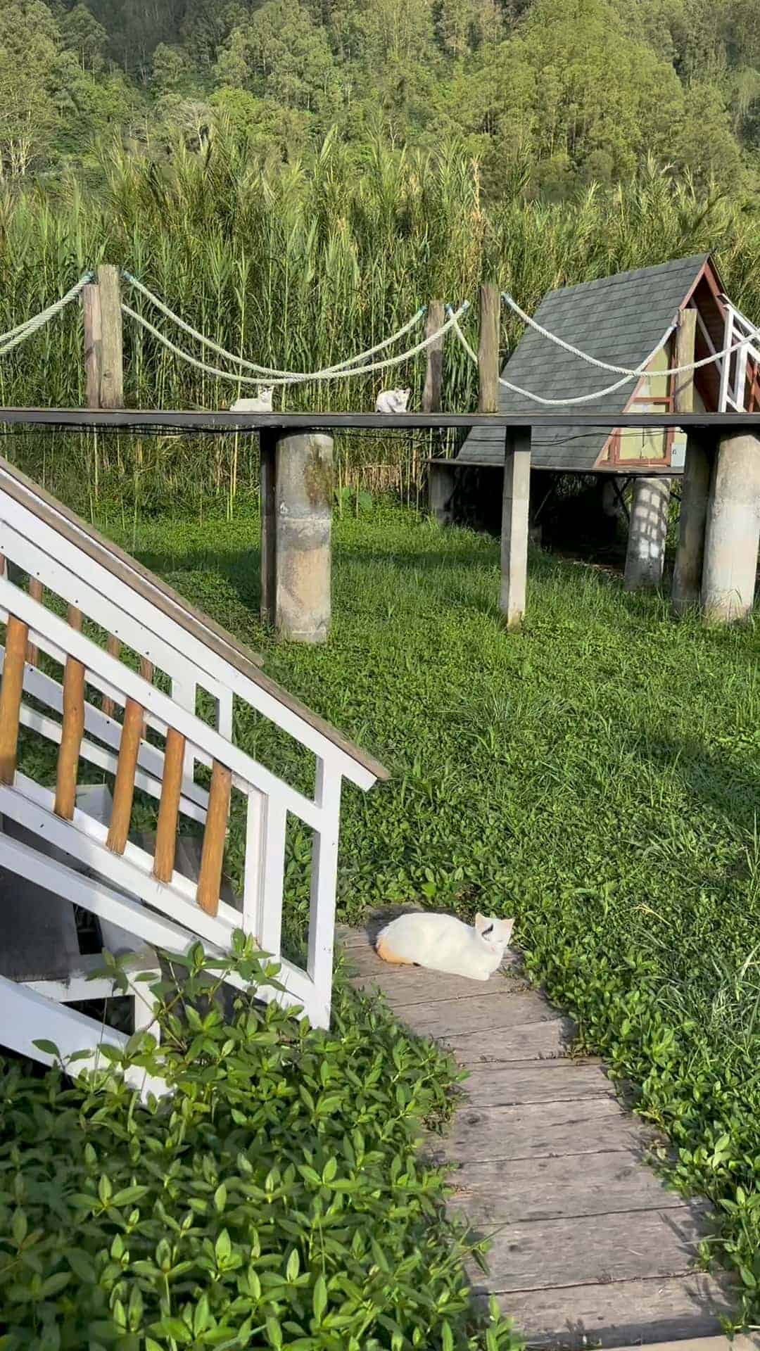 Cats resting on wooden walkway near small huts by Lake Batur in Bali