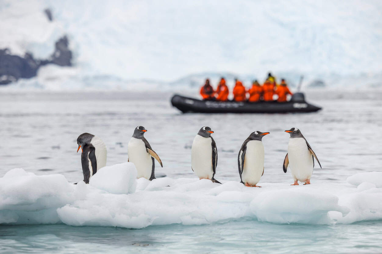 Penguins gathered on floating ice in Antarctica during a polar expedition.