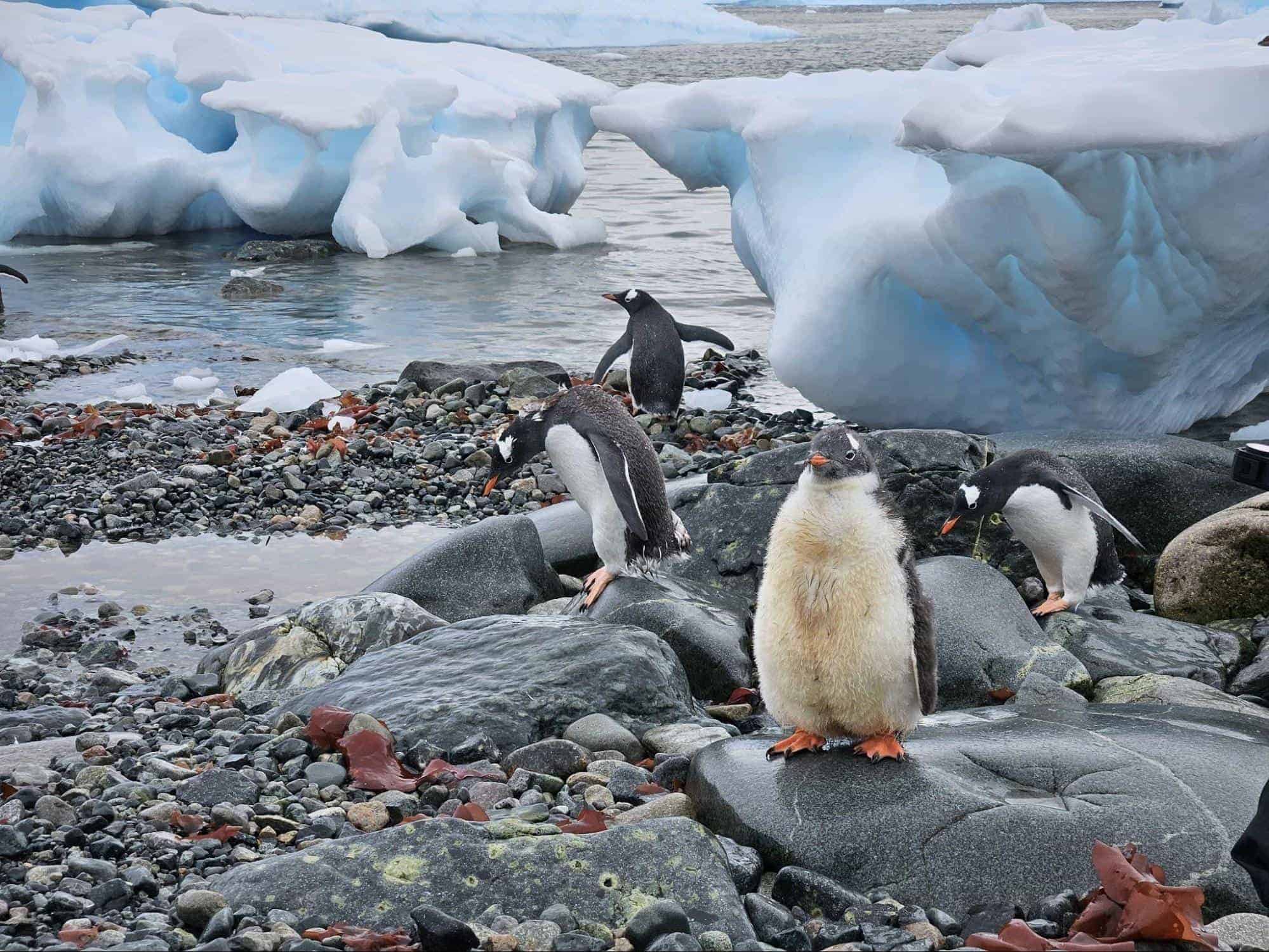 Penguins nest ashore in South Shetland Islands near Antarctica. | Photo by Anya Kartashova