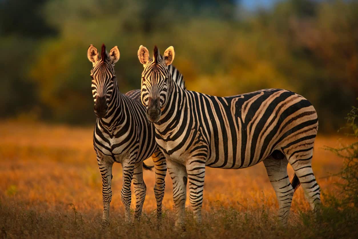 Two zebras standing in the African savanna during golden hour.